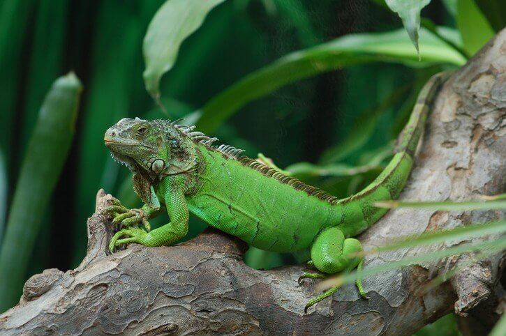 屏東縣府夜間巡捕綠鬣蜥 Green Jguana 守護農民