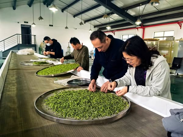 「茶香兩岸 緣聚松陽」兩岸製茶師共創新茶品，推動茶藝文化交流