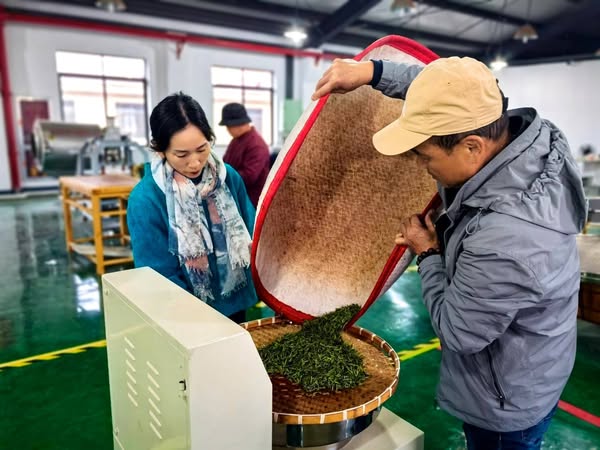 兩岸製茶師共創新茶品/彭可翻拍