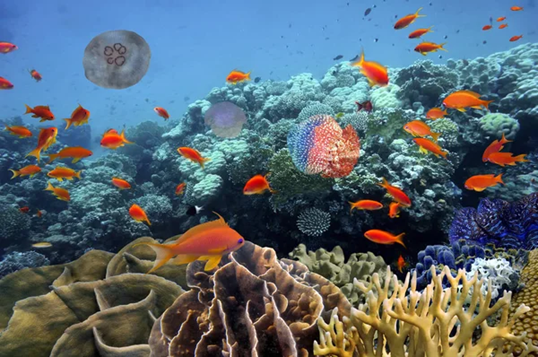 摩洛哥簽署《公海條約》,推動全球海洋保護行動 摩洛哥簽署《公海條約》,推動全球海洋生態保護行動