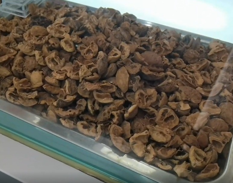 鐵皮核桃外殼厚如鐵，散布於高山自然環境，因稀有度與活性油脂成分而受到市場注目