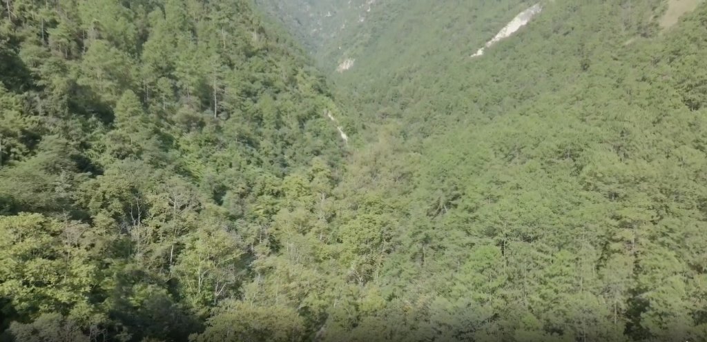 鐵皮核桃外殼厚如鐵，散布於高山自然環境，因稀有度與活性油脂成分而受到市場注目