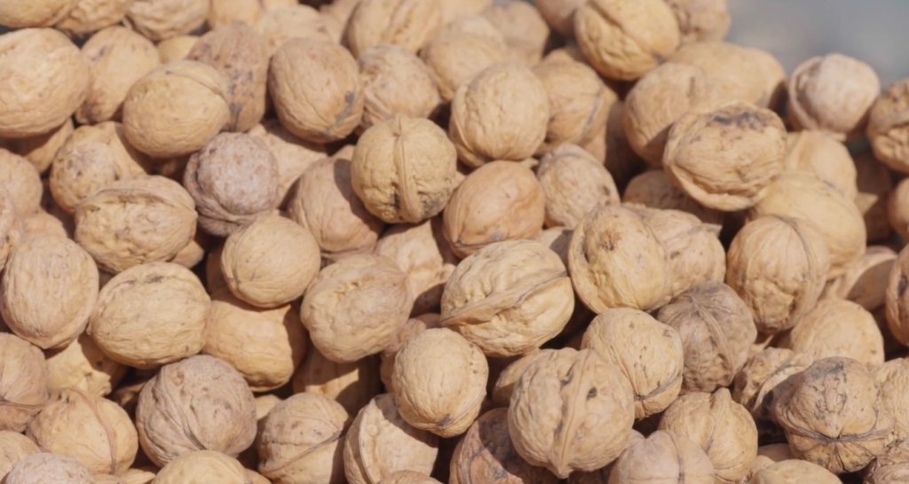 鐵皮核桃外殼厚如鐵，散布於高山自然環境，因稀有度與活性油脂成分而受到市場注目