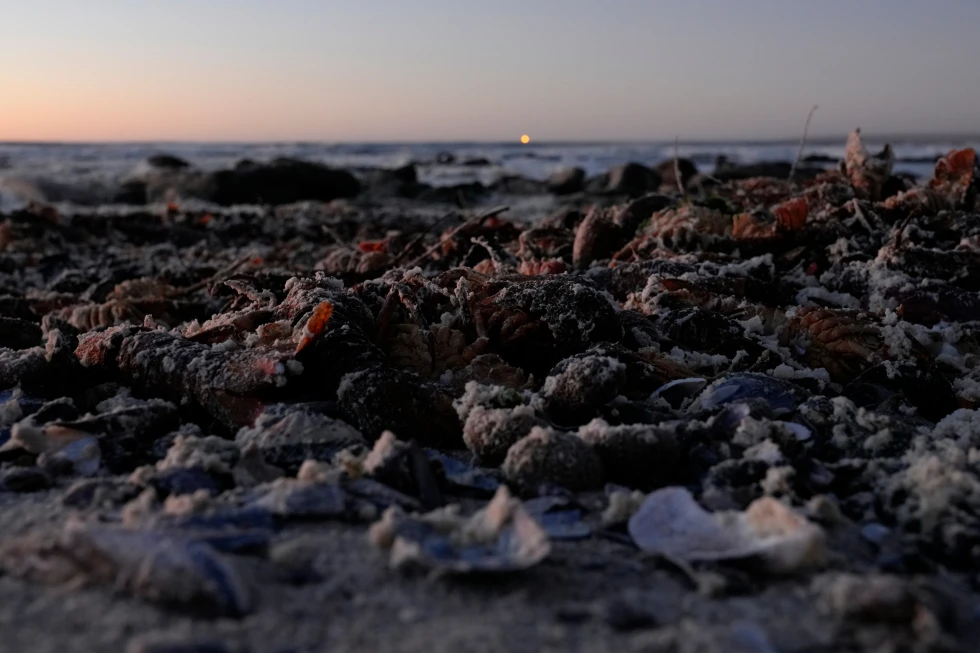 南非西海岸赤潮造成龍蝦大量死亡堆積海灘